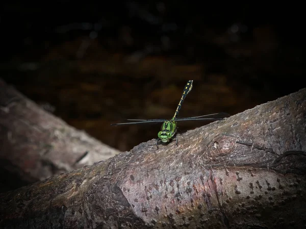 Cobra Verde Cauda Libélula Guarda Seu Território Borda Pequeno Riacho — Fotografia de Stock