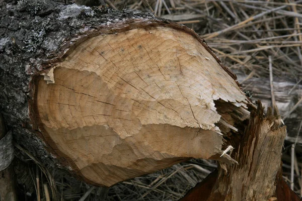 Des Arbres Abattus Par Des Castors Vous Pouvez Voir Les — Photo