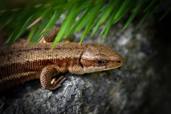 Lagarto Comum Gosta Estar Sol Deitado Pedra — Fotografia de Stock