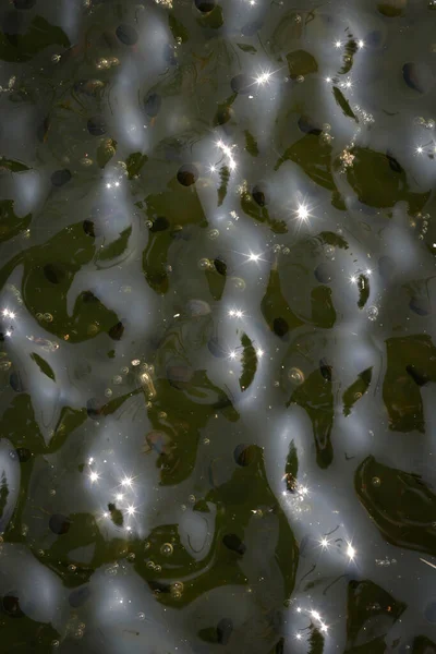 The frog spawn on the surface of the water. New life is beginning.