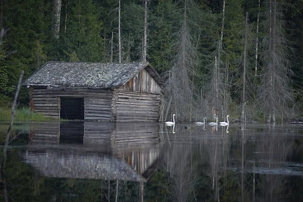 洪水の牧草地で白鳥の家族が泳ぐ 隣は放棄された古い納屋 — ストック写真