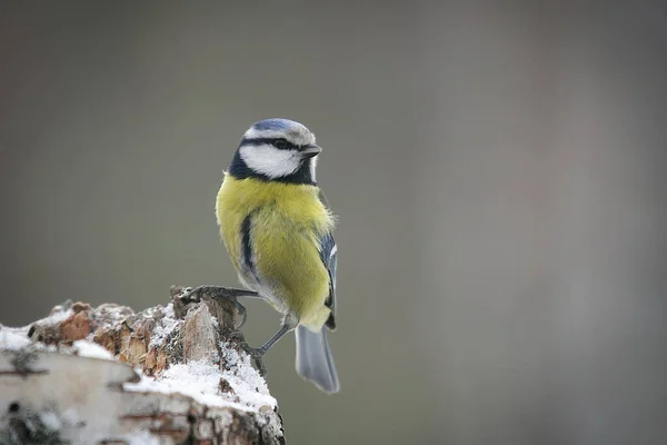 Blue Tit Sits Birch Tree — 图库照片