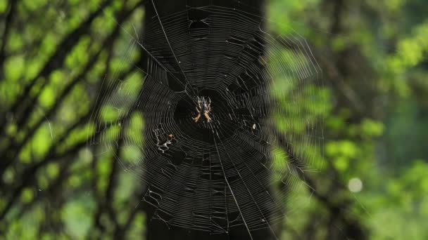 クロスパイダーが獲物を待っている 美しく織られたクモの巣は多くの昆虫の運命です — ストック動画