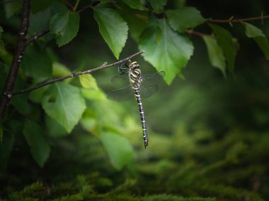 Altın halkalı yusufçuk bir dala asılı..