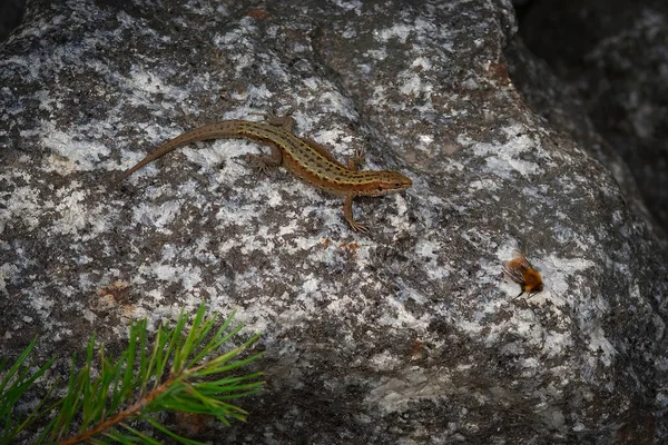 Lagarto Comum Abelha Pedra Abelha Sobreviveu Desta Vez — Fotografia de Stock