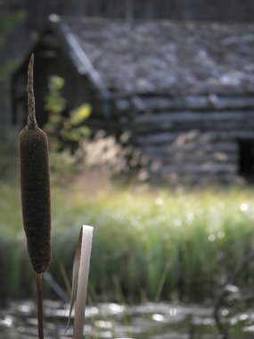 Bulrush (Typha latifolia) bir sel çayırında sıkıca durur. Arka planda eski saman ahırı.