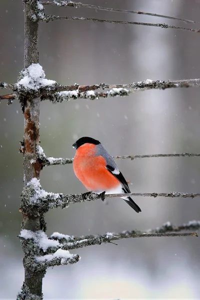 Bullfinch Stând Ramură Fulgi Zăpadă Cad Încet Jurul Păsării — Fotografie, imagine de stoc