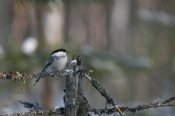 Willow Tit Winter Forest Sits Branch Small Dried Spruce — 스톡 사진