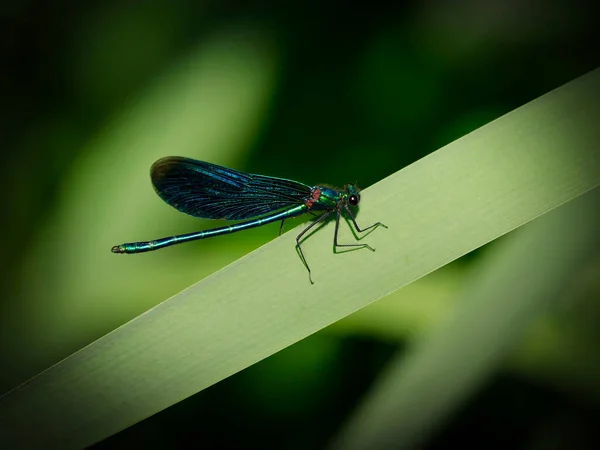 Schöne Demoiselle Libelle Sitzt Auf Einem Pflanzenblatt — Stockfoto