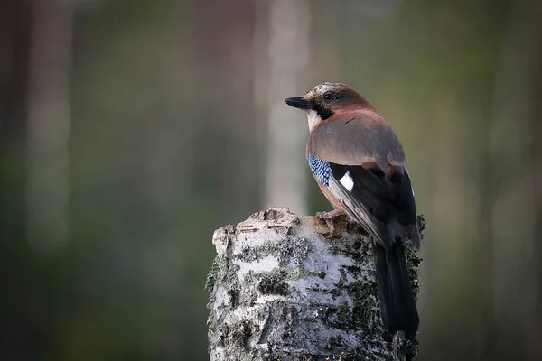 Ευρασιάτης Jay Garrulus Glandarius Κάθεται Στο Κούτσουρο Σημύδας Ένα Όμορφο — Φωτογραφία Αρχείου