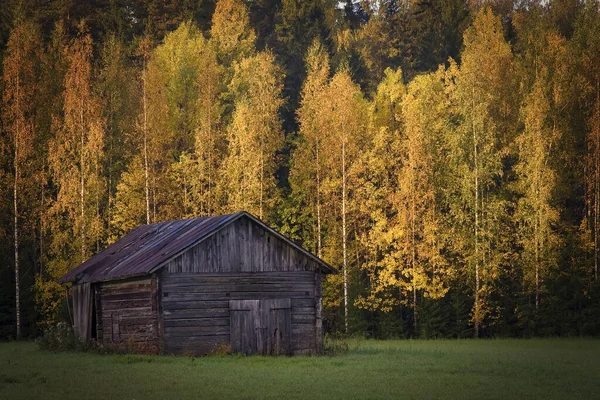 Hay Barn Field True Yellow Birches Background — Stock Photo, Image