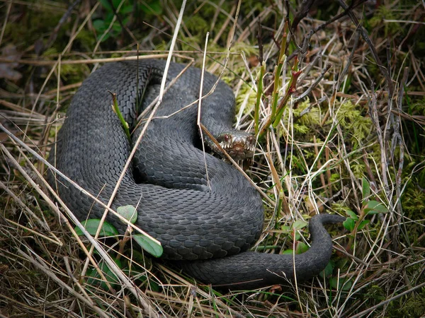 Víbora Negra Está Alerta Pronta Para Atacar Não Vale Pena — Fotografia de Stock