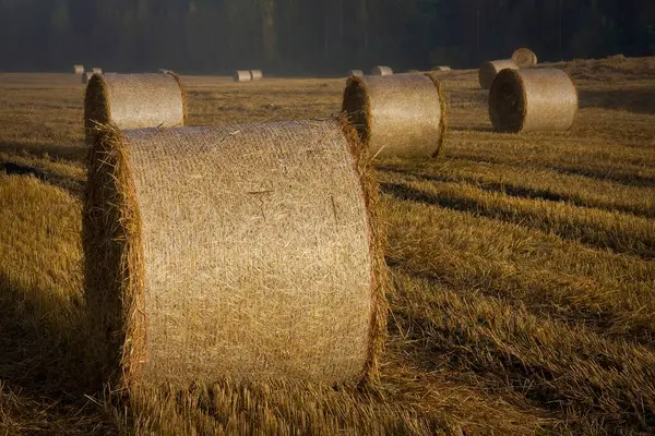 Straw Bales Autumn Fields Foggy Early Morning Field — Stock Photo, Image