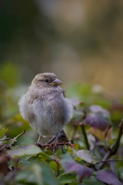 Ung Sparv Passer Domesticus Ett Hagtorn Staket — Stockfoto