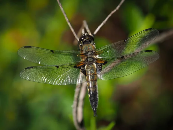 Чотири Плямистий Тизер Libellula Fourimaculata Чекає Здобич Палицею — стокове фото