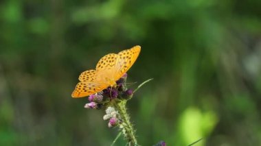 Gümüş yıkanmış fritiller (Argynnis paphia) nektar emmek için devedikenine gelmişlerdir. Güzel, büyük bir gün kelebeği.