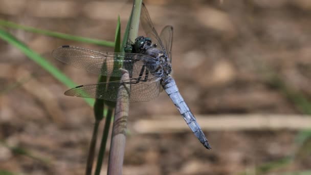 Schiumatoio Dalla Coda Nera Una Mosca Mangia Vivo — Video Stock