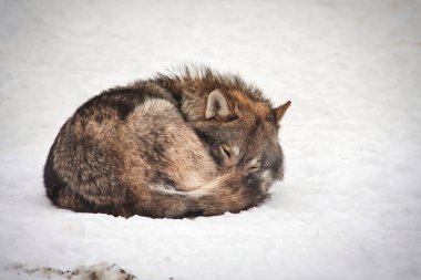 Kurt karda uyuyor. Beyaz karda yalnız bir kurt..