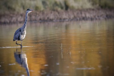 Gri balıkçıl balık arıyor. Sonbaharın renkleri ağaçların sularına yansıyor..