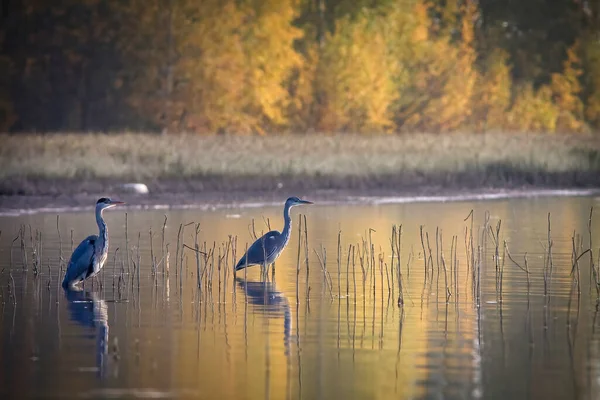 Grijze Reigers Jagen Een Kleine Vis Een Trektocht Herfst Kleuren — Stockfoto