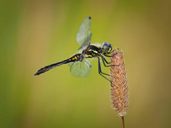 Libélula Darter Negra Sympetrum Danae Sienta Sobre Heno — Foto de Stock