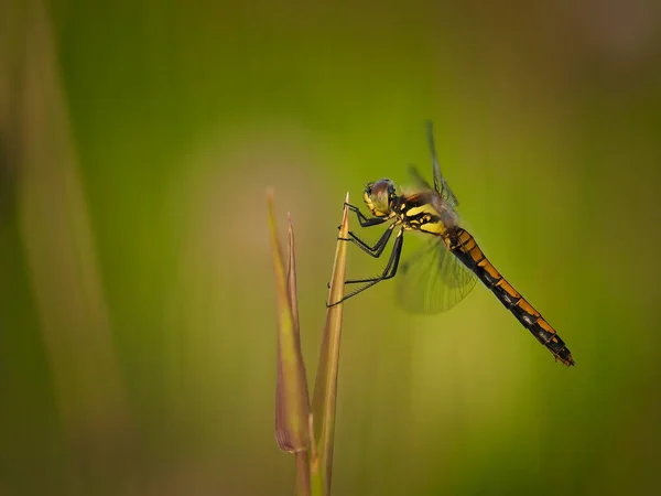 Libélula Darter Negra Sympetrum Danae Está Esperando Una Presa Adecuada — Foto de Stock