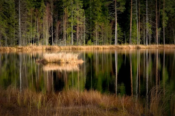 Stagno Forestale Nei Colori Ottobre Superficie Dello Stagno Come Uno — Foto Stock