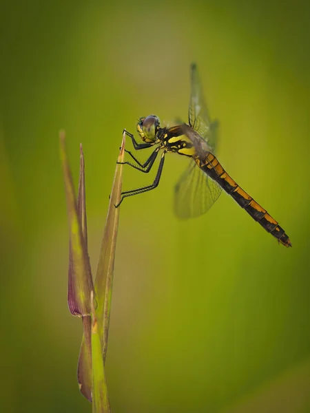 Una Libélula Sympetrum Danae Está Esperando Presa Hierba — Foto de Stock