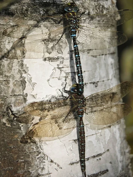 Dragonfly Aeshna Juncea Casal Aquecendo Tronco Bétula — Fotografia de Stock