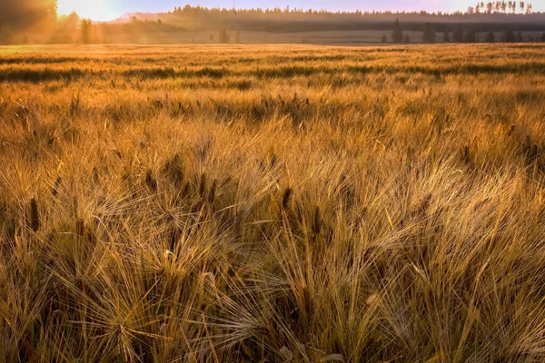 Campo Cereali Autunno All Alba Tempo Raccogliere Grano — Foto Stock