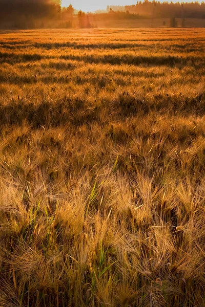 Pole Zbóż Jesienią Wschodzie Słońca Czas Zebrać Ziarno — Zdjęcie stockowe