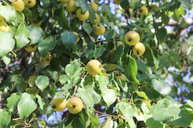 Küçük elma ve bitki örtüsü