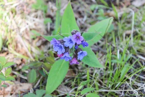 Małych niebieskich kwiatów — Zdjęcie stockowe