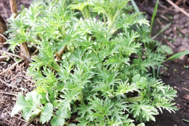 Genç yeşil ısırgan