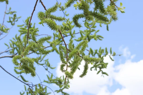 緑の柳の枝 — ストック写真