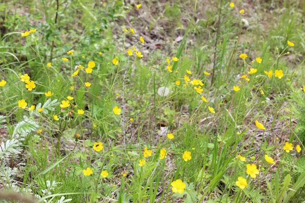 草原の黄色の花 — ストック写真