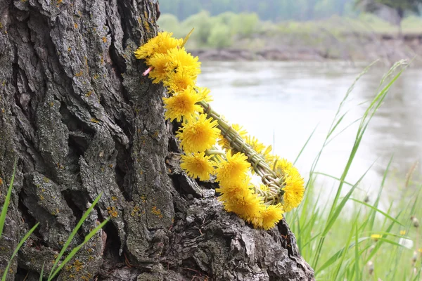 Kemarahan dandelion di pantai — Stok Foto