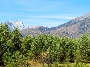 Dağlar karşı genç ahşap