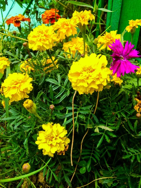 Parlak sarı marigolds çiçeklenme — Stok fotoğraf