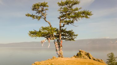 Şeritler ağacında