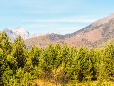Dağlar karşı genç ahşap