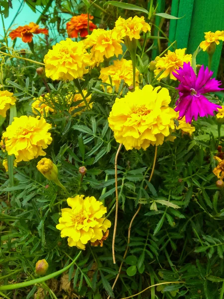 Parlak sarı kadife çiçeği çiçek açan — Stok fotoğraf