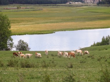 Çayırdaki inekler