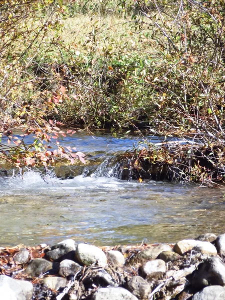 Skogen streamlet — Stockfoto