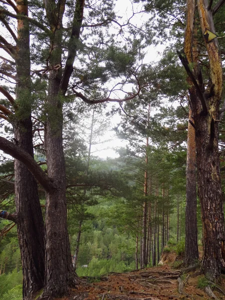 Jehličnaté stromy na pokraji konec hory — Stock fotografie