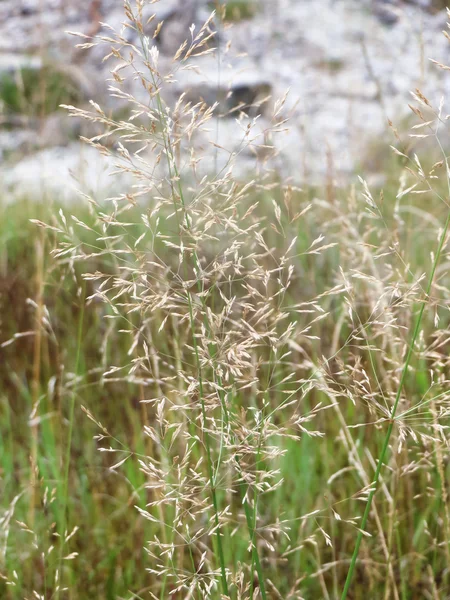 Golden Spike — Stock Fotó