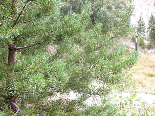 Branche de pin avec aiguilles vertes dans le parc — Photo