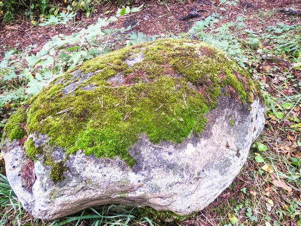 Камень, покрытый мохом в лесу — стоковое фото