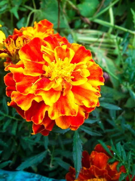 Kadife çiçeği — Stok fotoğraf