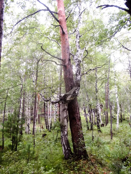 Entrelaçamento de árvores — Fotografia de Stock